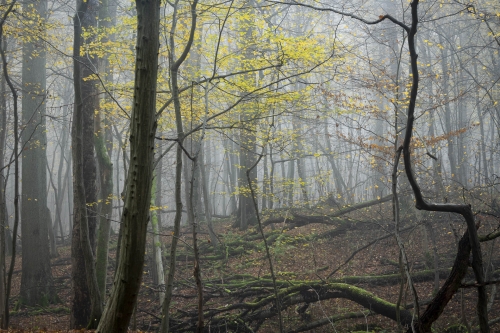 Frederic-Demeuse-WALD-photography-8